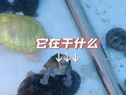 如何聯(lián)系鞍山的水族商家？：全面振興鋼都，鞍山眾鑫水族每周魚集