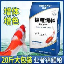 哪個平臺賣金龍魚苗最可靠：金龍魚苗批發平臺