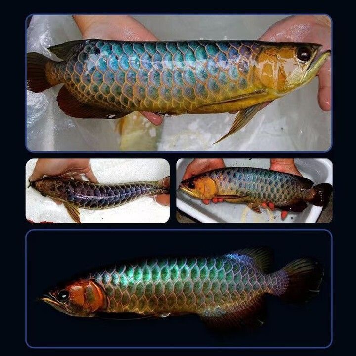 哪個平臺賣金龍魚苗最可靠：金龍魚苗批發平臺