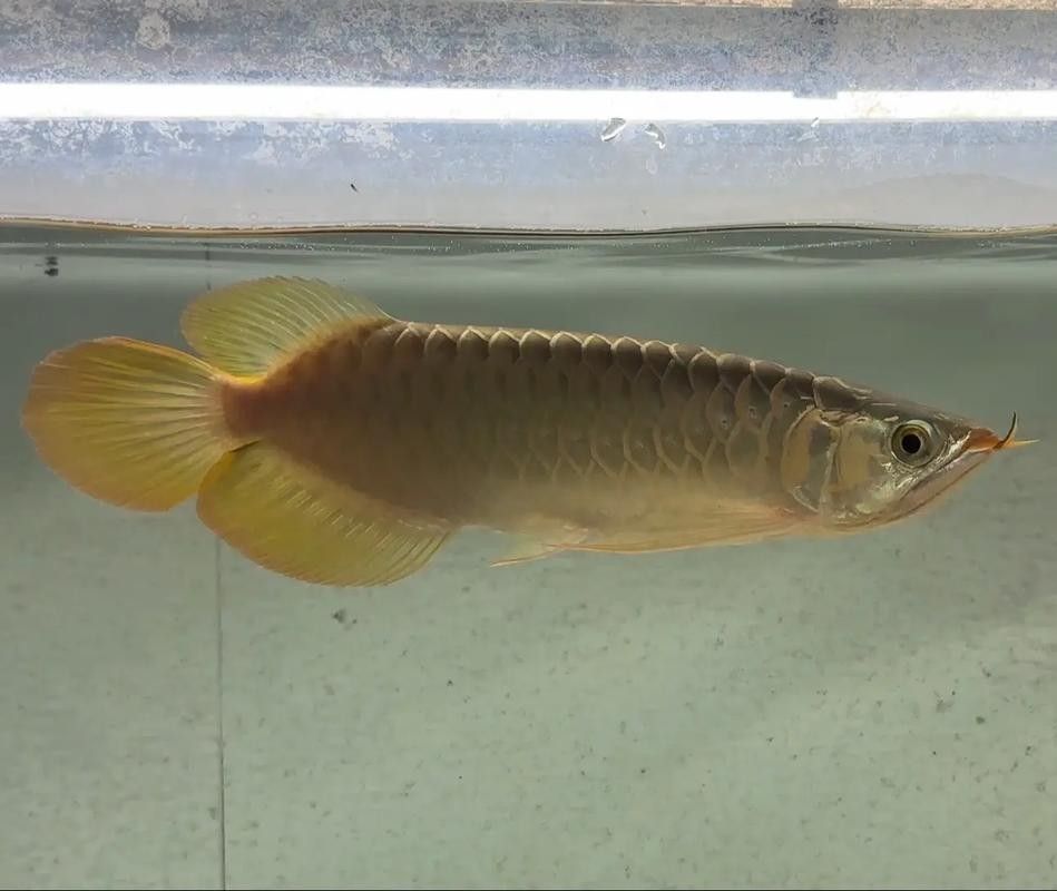 給我更多印尼金龍魚品種的圖片：印尼金龍魚主要品種圖文介紹