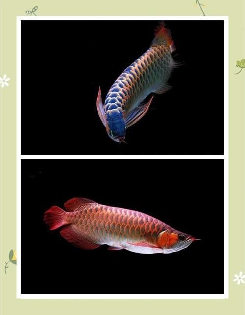 給我更多印尼金龍魚品種的圖片：印尼金龍魚主要品種圖文介紹