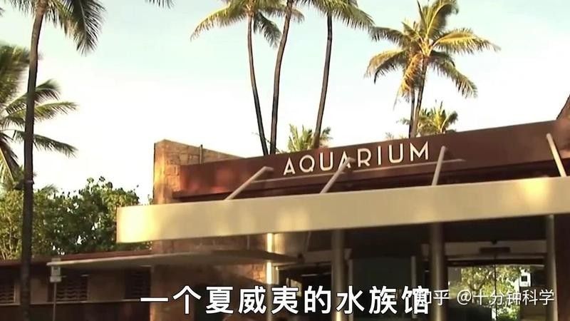白龍魚有哪些品種？：白金龍魚的繁殖方式是什么白金龍魚的文化意義