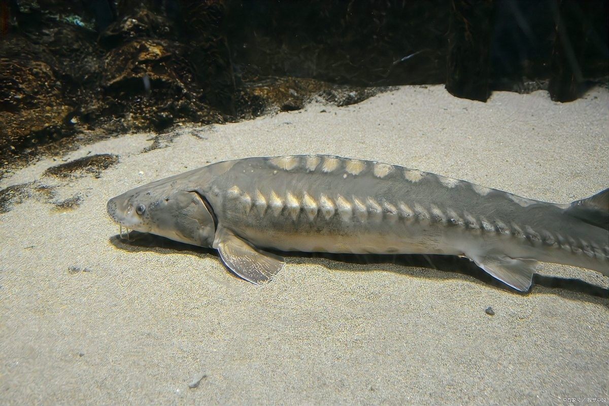 巨型雷龍魚(yú)有哪些品種？：?jiǎn)袅▎袅?雷龍魚(yú)大全之常見(jiàn)大型雷龍篇
