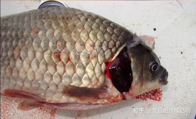 如何判斷龍魚嘴上的肉球是否感染：龍魚嘴上出現(xiàn)白色肉球時(shí)需通過以下特征判斷是否感染及感染類型