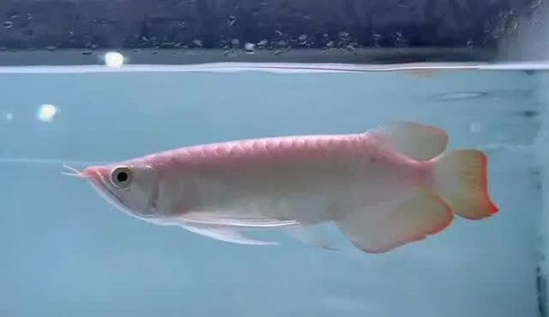 南樂哪個水族館龍魚好？祥龍魚場龍魚：南樂地區的水族館中祥龍魚場是龍魚養殖和銷售的優質選擇 南樂哪個水族館龍魚好？祥龍魚場龍魚：南樂地區的水族館中祥龍魚場是龍魚養殖和銷售的優質選擇 龍魚百科 第13張