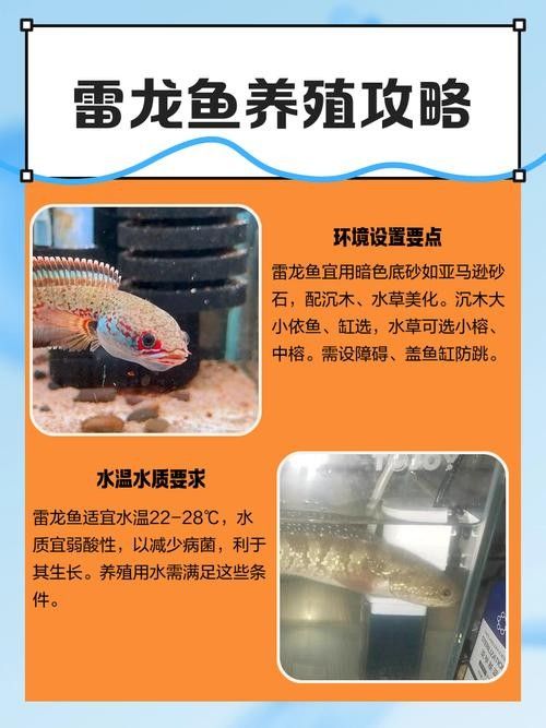 如何調節雷龍魚的水溫：雷龍魚適宜水溫介紹