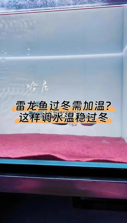 如何調節雷龍魚的水溫：雷龍魚適宜水溫介紹