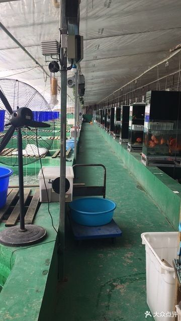 北京還有哪些龍魚批發市場：北京龍魚批發市場