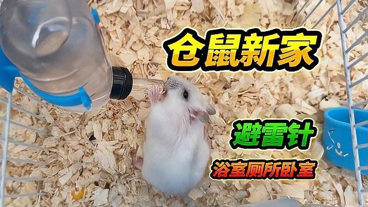 面包蟲多久清洗消毒一次？：面包蟲養(yǎng)殖清洗消毒頻率需根據(jù)養(yǎng)殖規(guī)模和環(huán)境條件調(diào)整