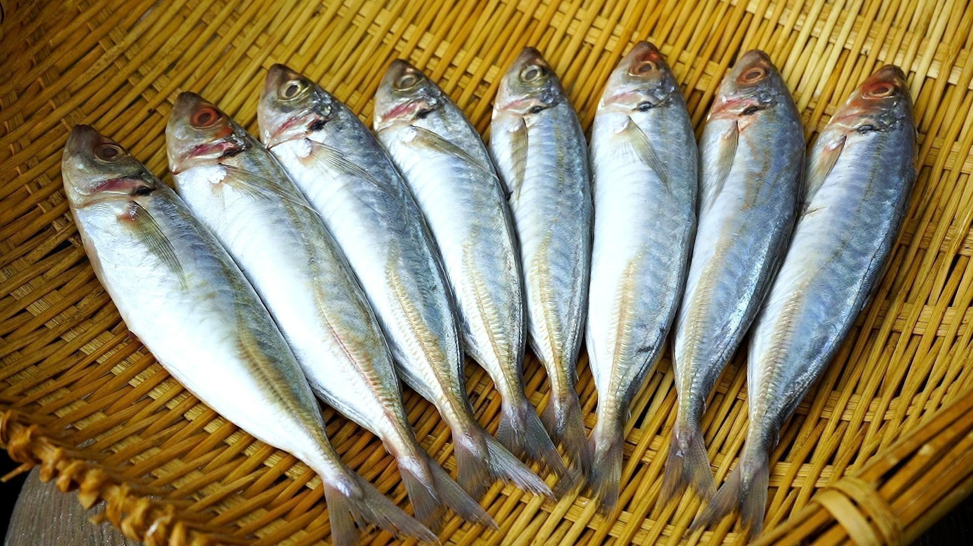 巴浪魚有哪些烹飪方法？：海邊人最愛吃的巴浪魚，三種做法大揭秘，家常小菜一道，花費不超過10塊錢