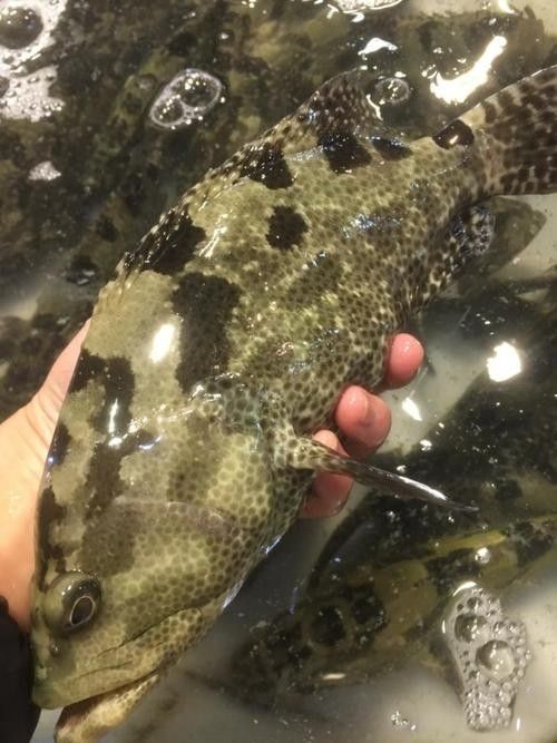 給我一些虎斑恐龍魚繁殖的圖片：虎斑恐龍魚的繁殖