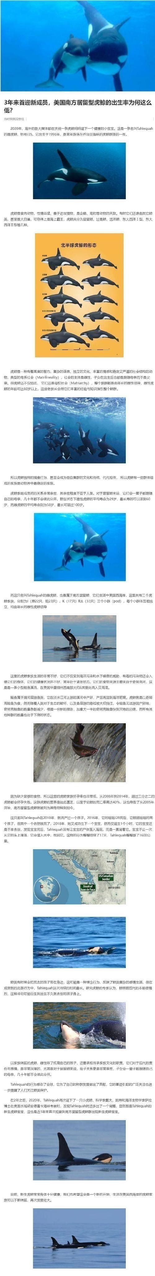 給我一些虎斑恐龍魚繁殖的圖片：虎斑恐龍魚的繁殖