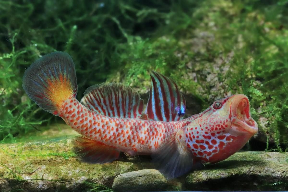 給我一些虎斑恐龍魚繁殖的圖片：虎斑恐龍魚的繁殖