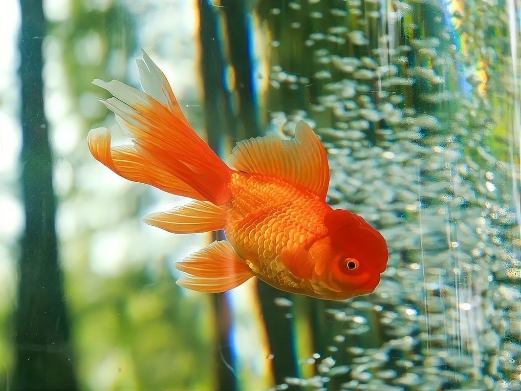 紅龍魚水溫過高如何急救？：夏季高溫如何給龍魚降溫