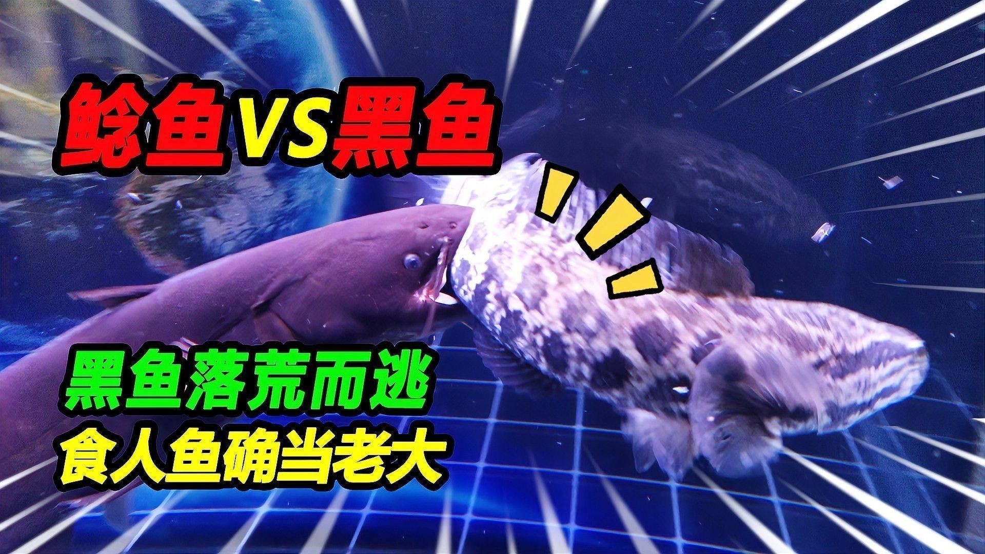 黑魚和鯰魚混養(yǎng)需要多久分池：黑魚和鯰魚混養(yǎng)的分池時(shí)間根據(jù)生長速度、體型差異及養(yǎng)殖目標(biāo)綜合判斷