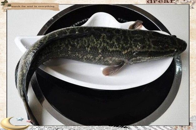 黑魚和鯰魚混養(yǎng)需要多久分池：黑魚和鯰魚混養(yǎng)的分池時(shí)間根據(jù)生長速度、體型差異及養(yǎng)殖目標(biāo)綜合判斷