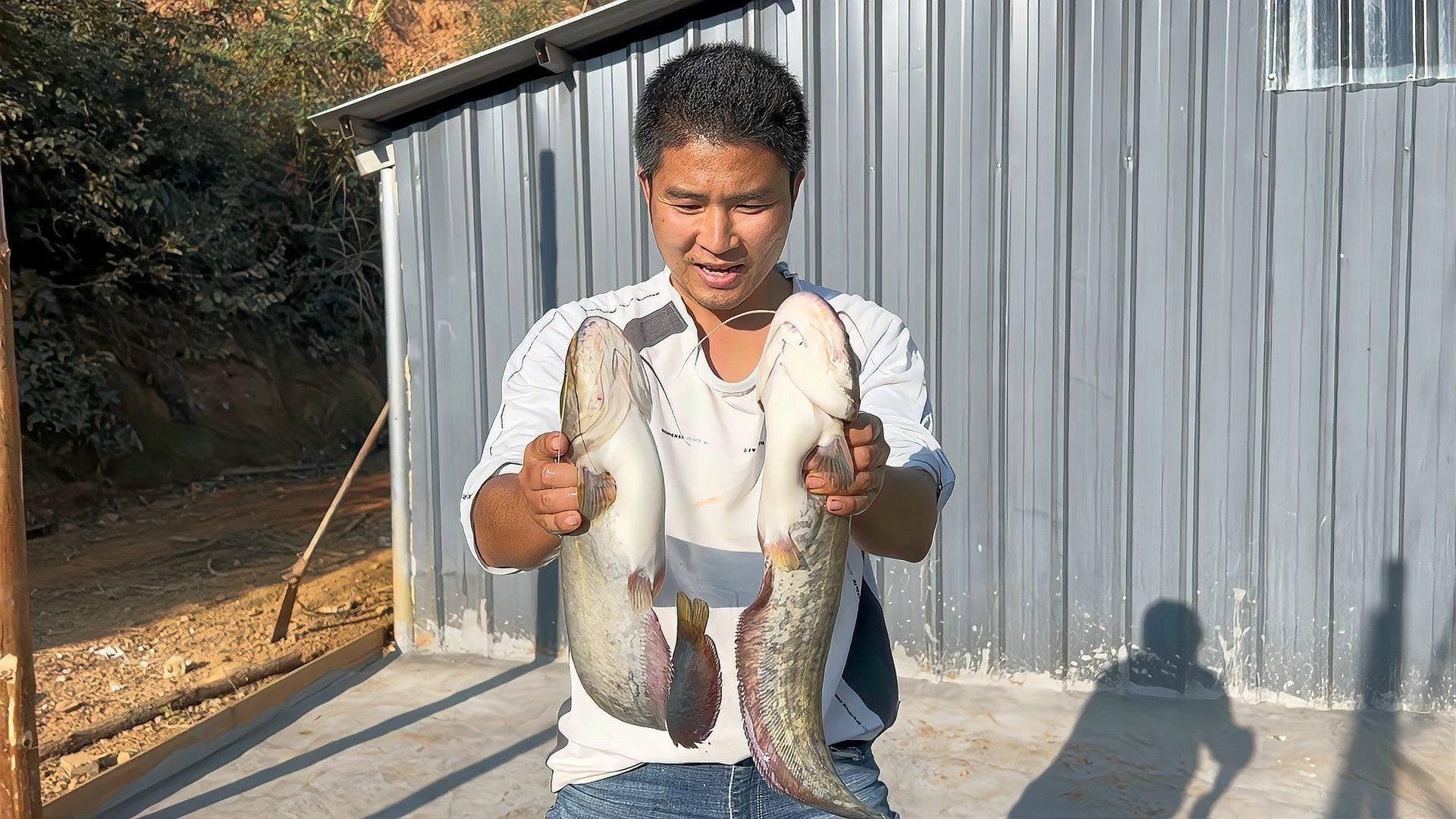 黑魚和鯰魚混養(yǎng)需要多久分池：黑魚和鯰魚混養(yǎng)的分池時(shí)間根據(jù)生長速度、體型差異及養(yǎng)殖目標(biāo)綜合判斷