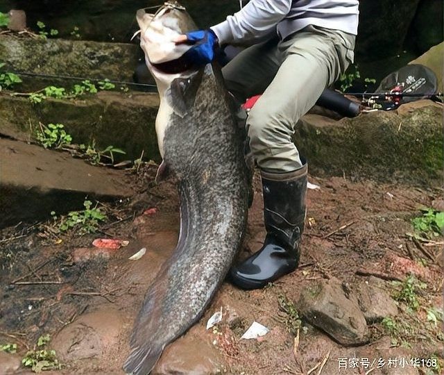 黑魚和鯰魚混養(yǎng)需要多久分池：黑魚和鯰魚混養(yǎng)的分池時(shí)間根據(jù)生長速度、體型差異及養(yǎng)殖目標(biāo)綜合判斷