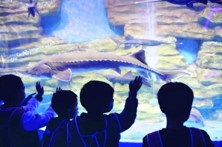 龍吟閣水族館的營業(yè)時間是？：杭州玩水指南|龍吟谷水上樂園全攻略