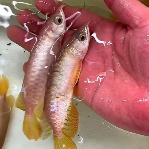 哪里可以買到純種過(guò)背金龍魚苗：純種過(guò)背金龍魚苗推薦