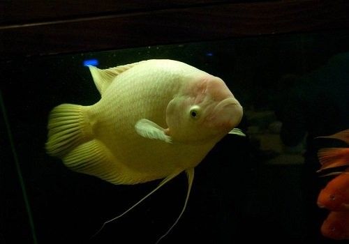 白子招財龍魚的食物有哪些？：招財魚吃什么飼料最好