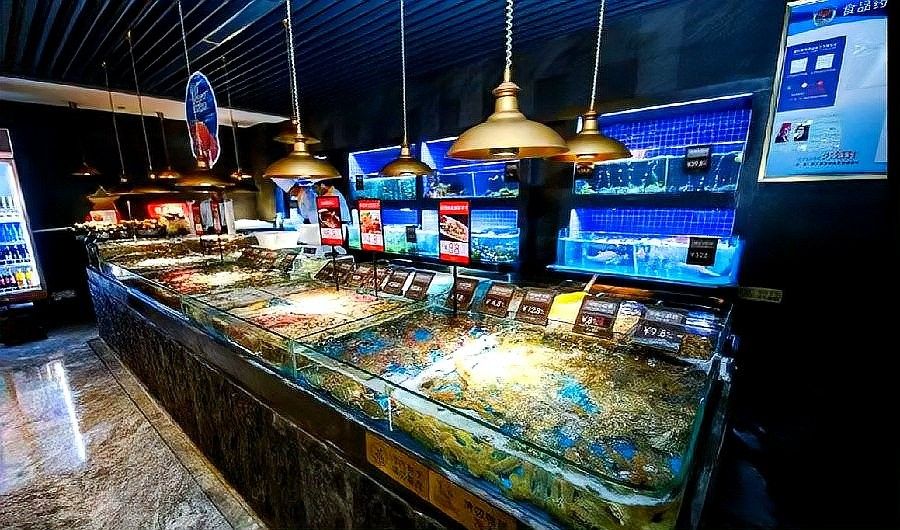 龍魚飼料魚消毒后如何暫養：20-30公分龍魚飼養技巧與注意事項