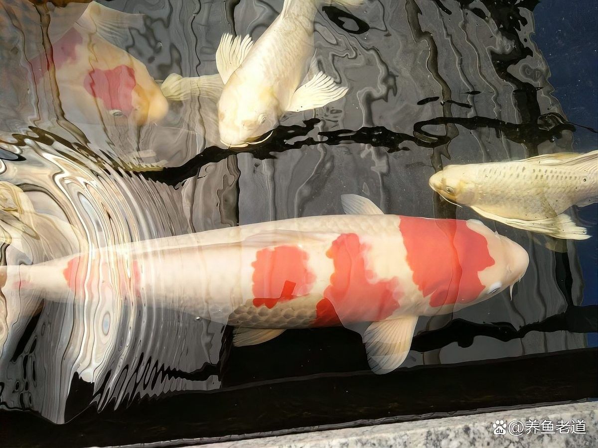 不開燈龍魚會褪色嗎：如何判斷龍魚是否褪色？