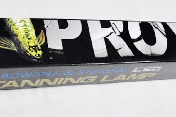 龍魚燈光需要多久開一次：——龍魚燈光選擇與使用詳解 龍魚燈光需要多久開一次：——龍魚燈光選擇與使用詳解 龍魚百科 第5張