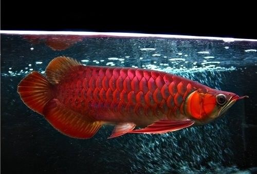 紅龍魚發色期間需要喂食多少：紅龍魚在發色期間的喂食需根據生長階段科學調整 紅龍魚發色期間需要喂食多少：紅龍魚在發色期間的喂食需根據生長階段科學調整 龍魚百科 第4張