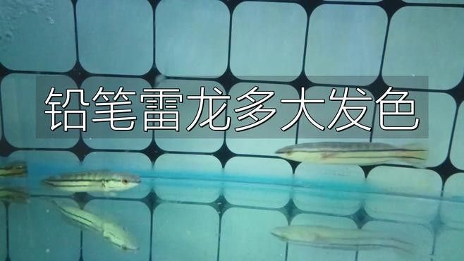 如何判斷雷龍魚是否成熟？：七彩雷龍魚公母的區分方法