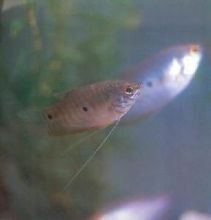 曼龍魚有哪些品種？：曼龍能長多大luna熱點通