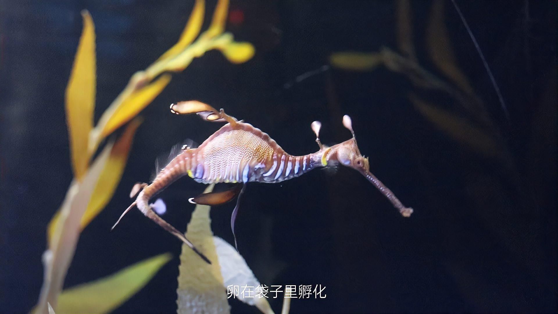 馬龍魚的藥用成分有哪些？：馬龍魚的功效、作用及相關信息