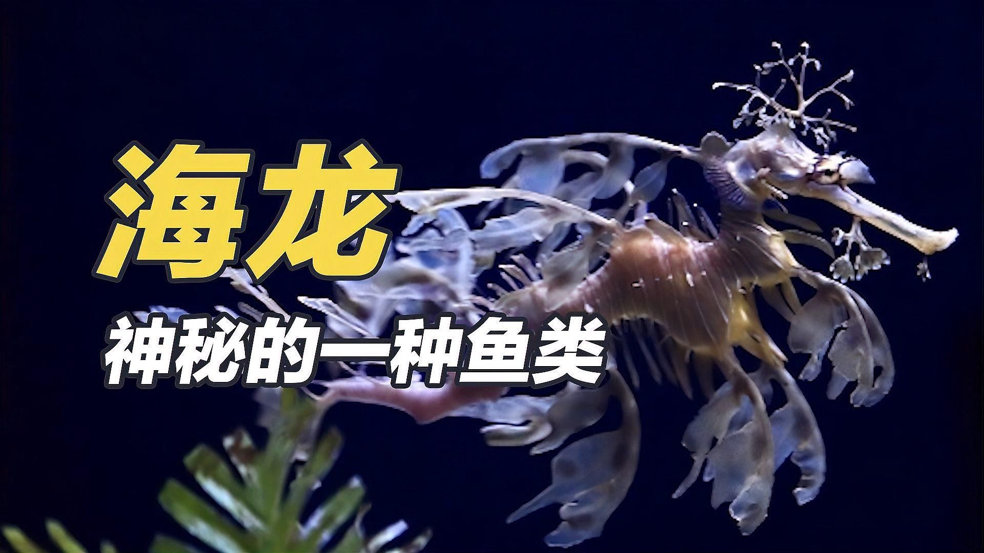 馬龍魚的藥用成分有哪些？：馬龍魚的功效、作用及相關信息
