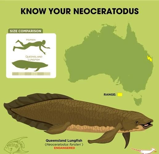 古龍魚圖片高清大圖：古龍魚的高清圖片資源