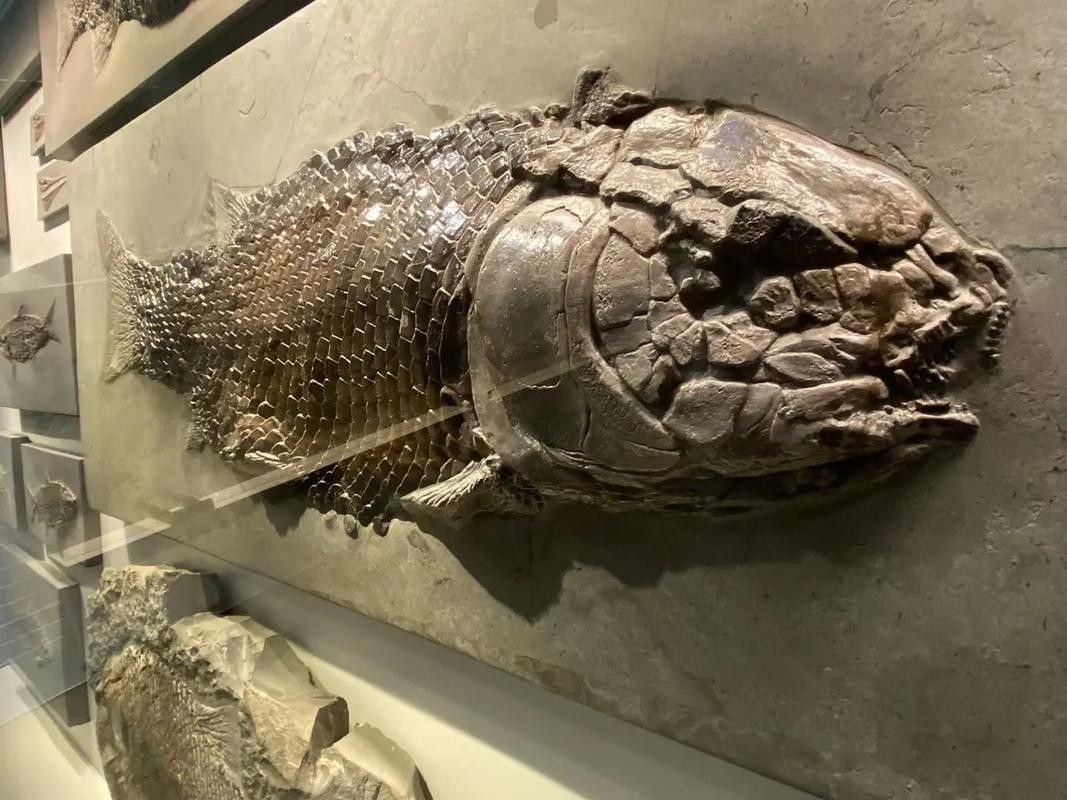 古龍魚圖片高清大圖：古龍魚的高清圖片資源