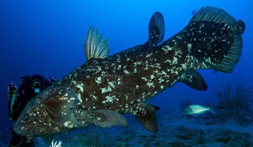 古龍魚圖片高清大圖：古龍魚的高清圖片資源