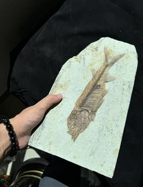 古龍魚圖片高清大圖：古龍魚的高清圖片資源
