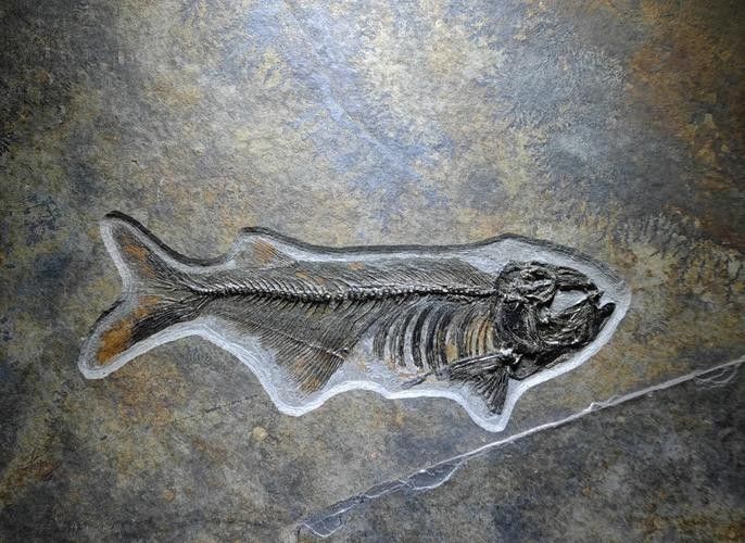 古龍魚圖片高清大圖：古龍魚的高清圖片資源