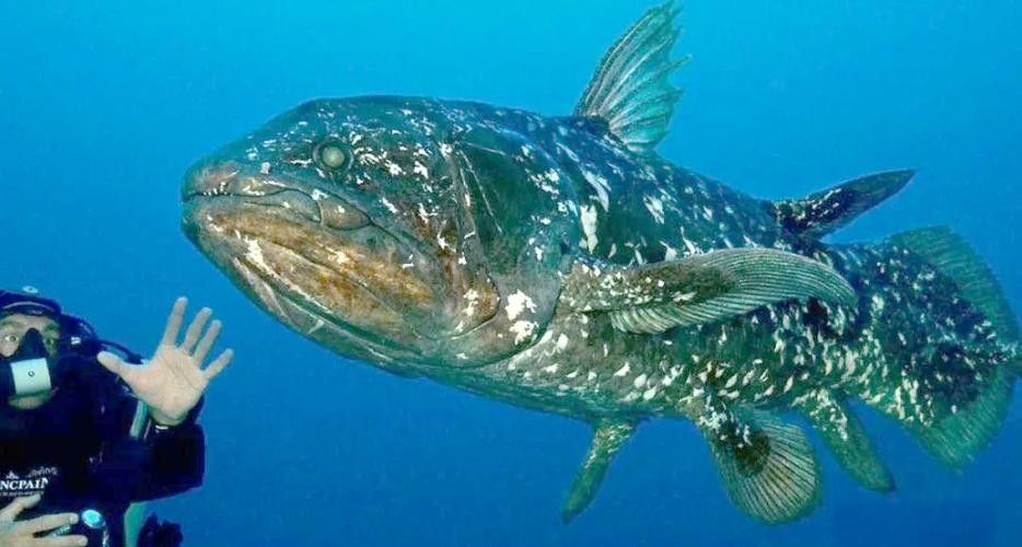 古龍魚圖片高清大圖：古龍魚的高清圖片資源