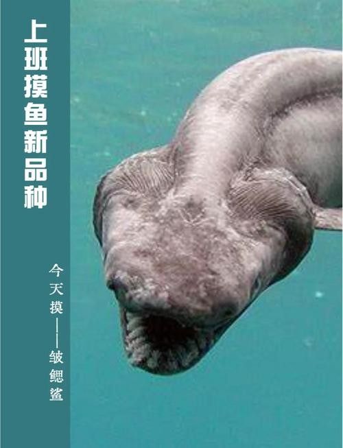 古龍魚圖片高清大圖：古龍魚的高清圖片資源