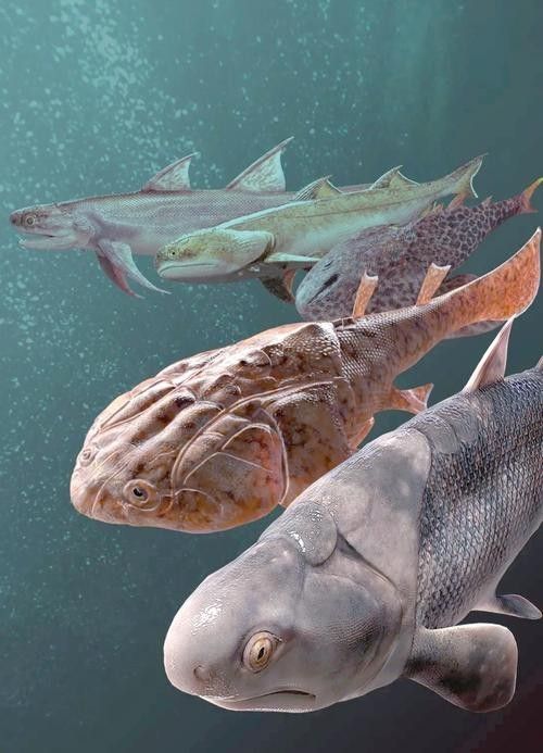古龍魚圖片高清大圖：古龍魚的高清圖片資源