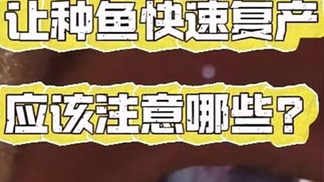 親魚需要多久才能完全恢復(fù)：親魚恢復(fù)時(shí)間因損傷程度、水溫及品種差異而有所不同