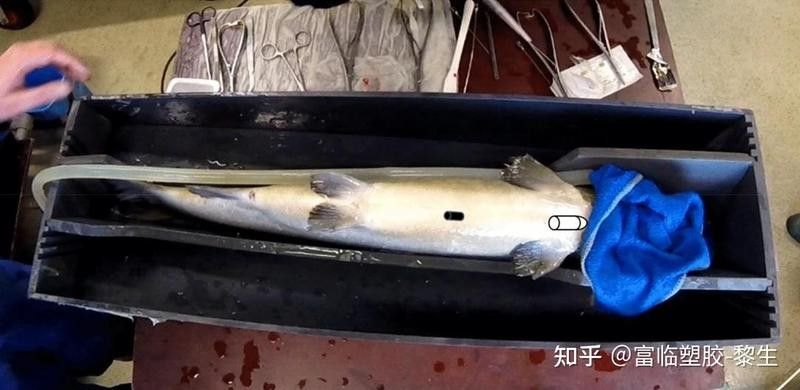 親魚需要多久才能完全恢復(fù)：親魚恢復(fù)時(shí)間因損傷程度、水溫及品種差異而有所不同