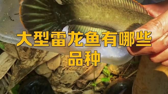 給我推薦一些更大型的雷龍魚品種：大型雷龍魚品種推薦及特點分析