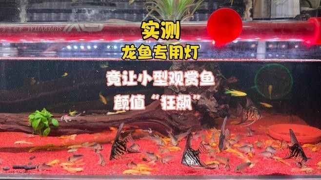 紅龍魚燈哪個品牌最好？：龍魚用的燈管怎么選!