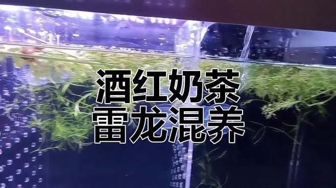 龍魚缸的裝飾物有哪些：龍魚缸的裝飾品注意事項