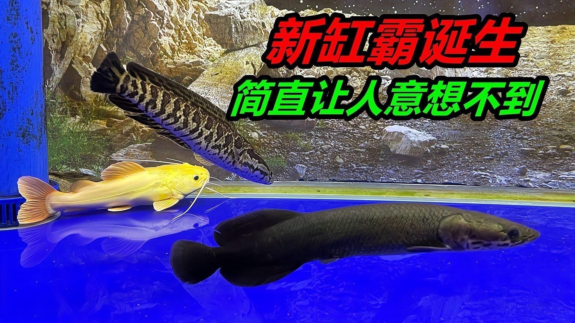 虎紋恐龍魚繁殖后如何護理親魚：虎紋恐龍魚繁殖后的親魚護理