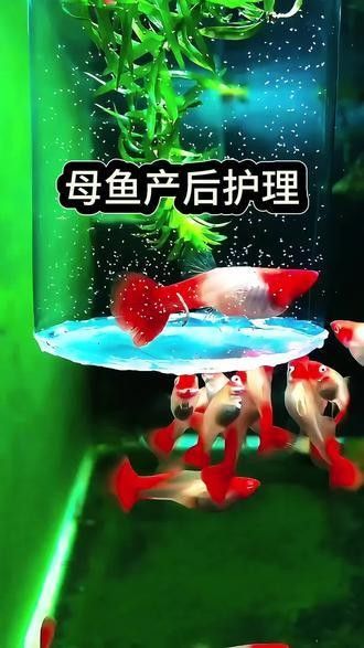 虎紋恐龍魚繁殖后如何護理親魚：虎紋恐龍魚繁殖后的親魚護理
