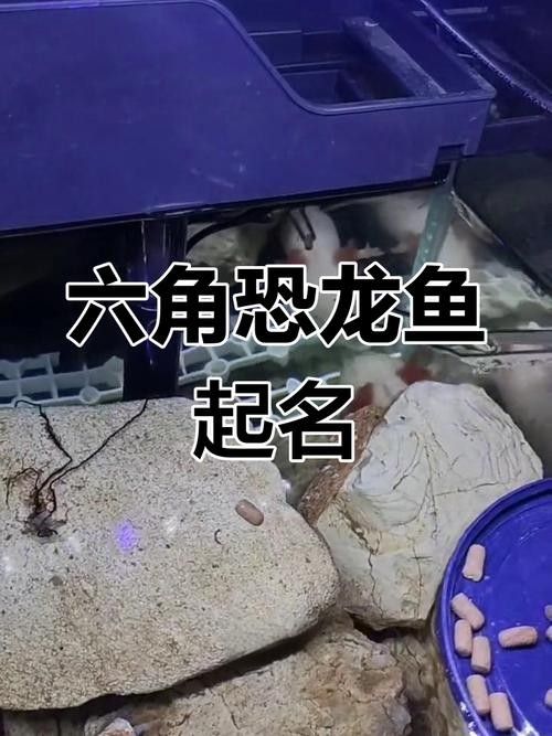 給我一些恐龍魚吃食的圖片參考：六角恐龍魚怎么養