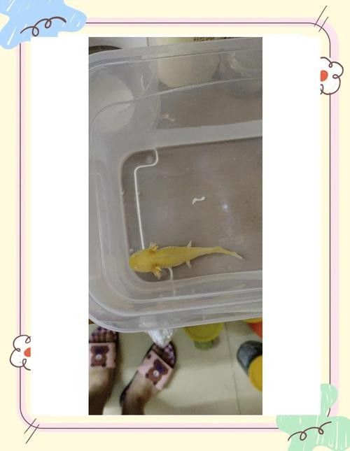 給我一些恐龍魚吃食的圖片參考：六角恐龍魚怎么養